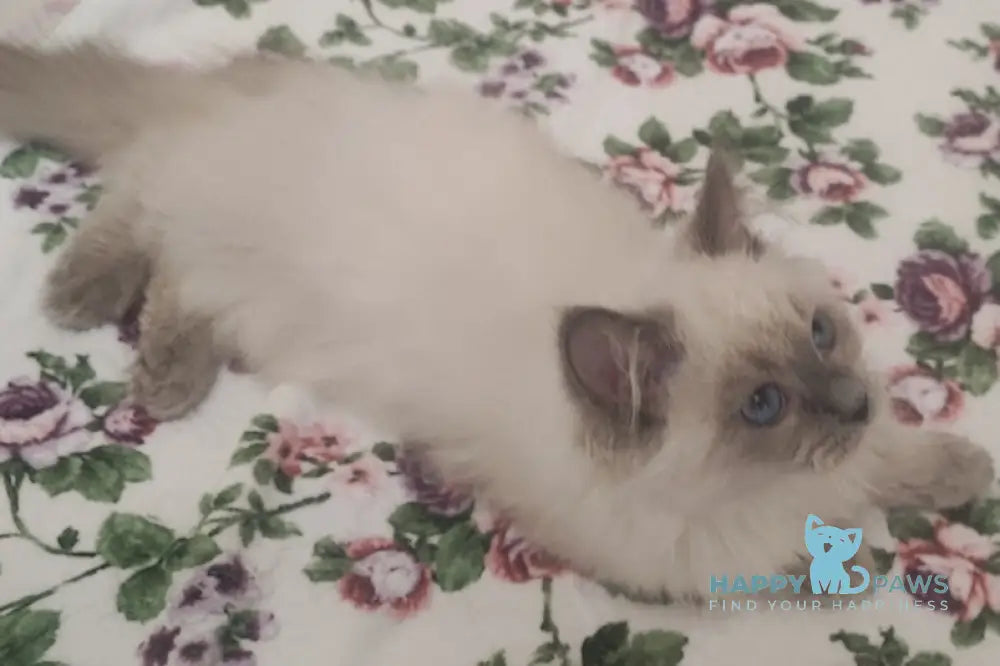 Oscar Siberian male blue pointed live animals