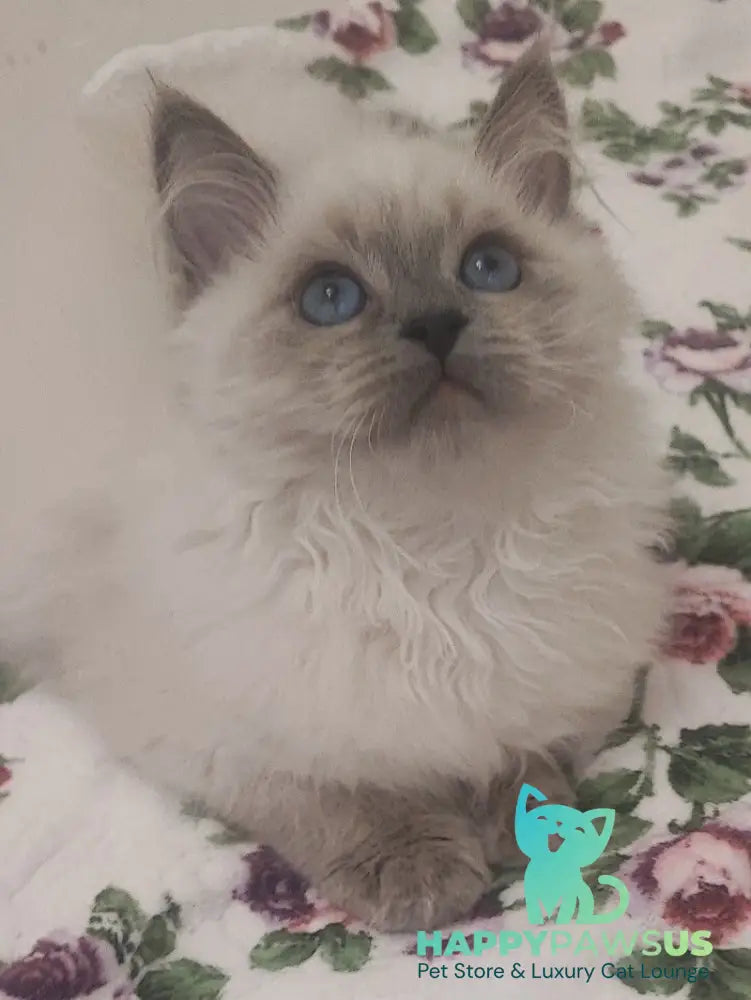 Oscar Siberian male blue pointed live animals