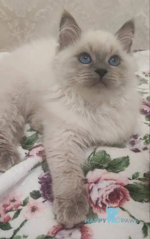 Oscar Siberian male blue pointed live animals