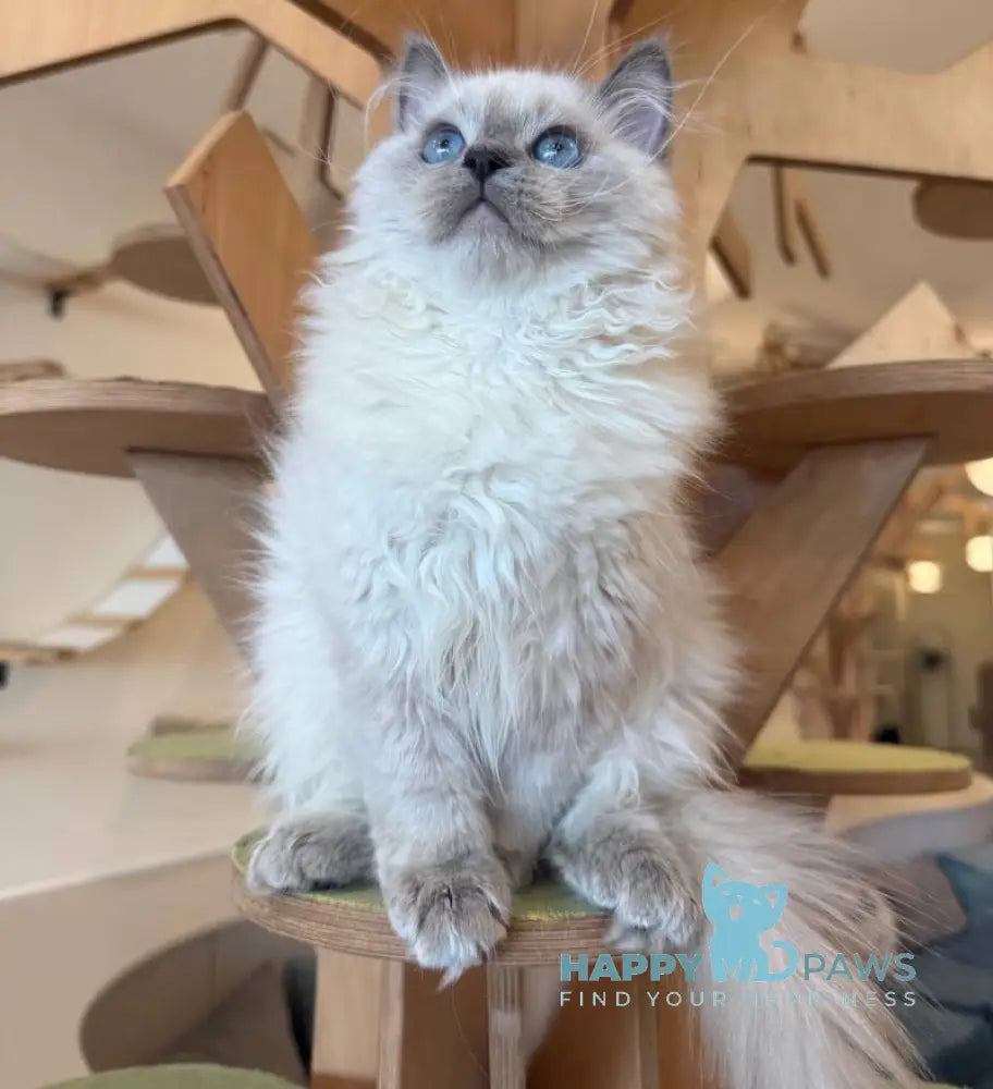 Oscar Siberian male blue pointed live animals