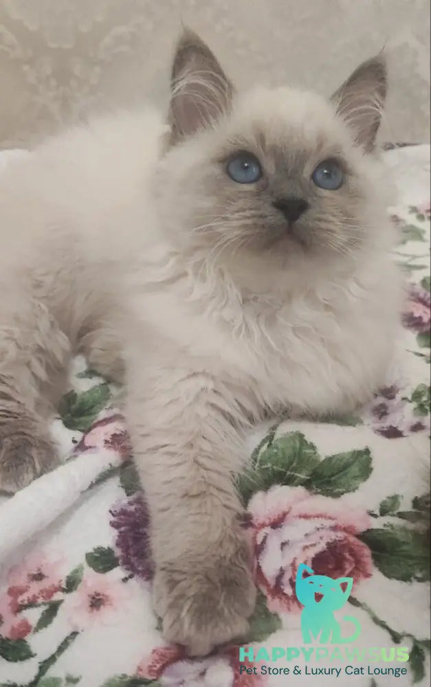 Oscar Siberian male blue pointed live animals