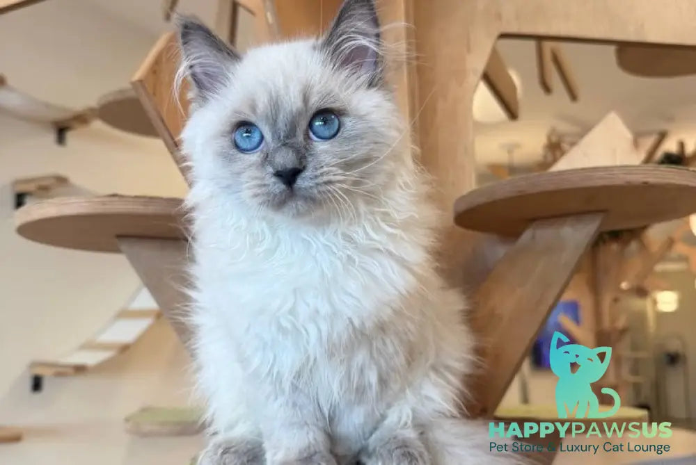 Oscar Siberian male blue pointed live animals