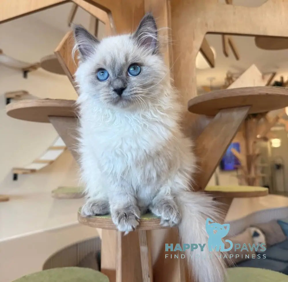 Oscar Siberian male blue pointed live animals