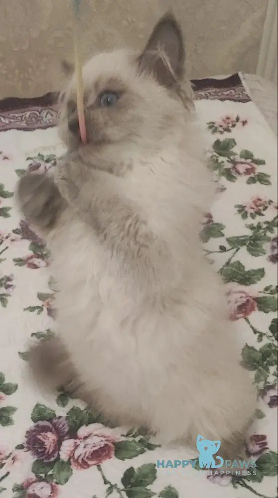 Oscar Siberian male blue pointed live animals