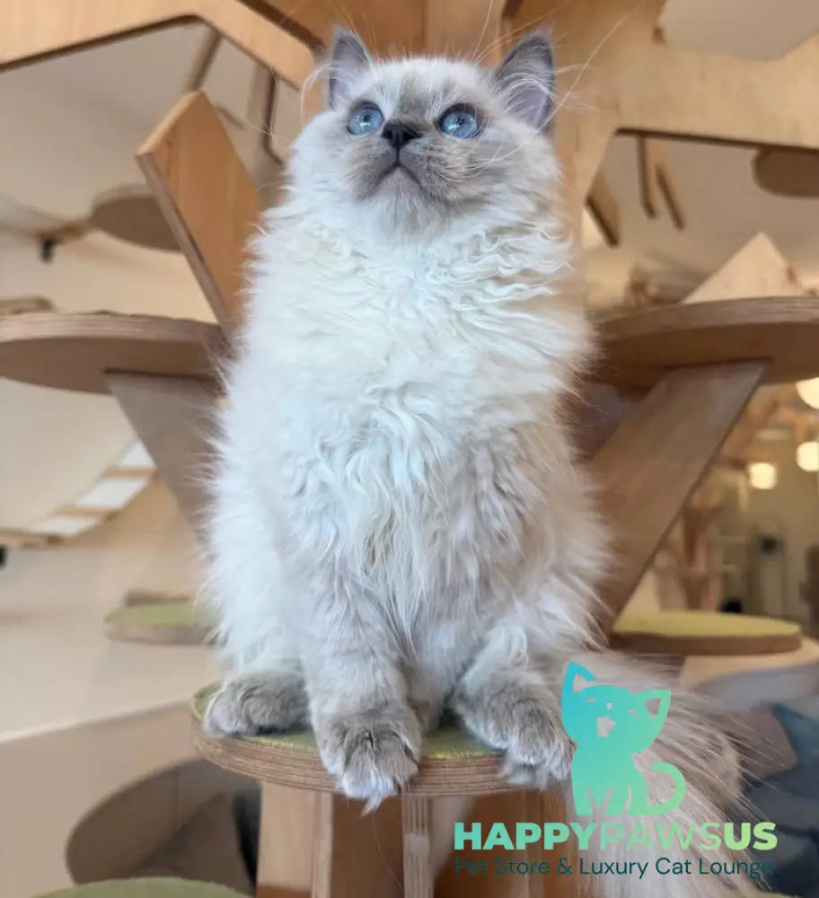 Oscar Siberian male blue pointed live animals