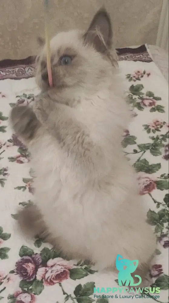 Oscar Siberian male blue pointed live animals