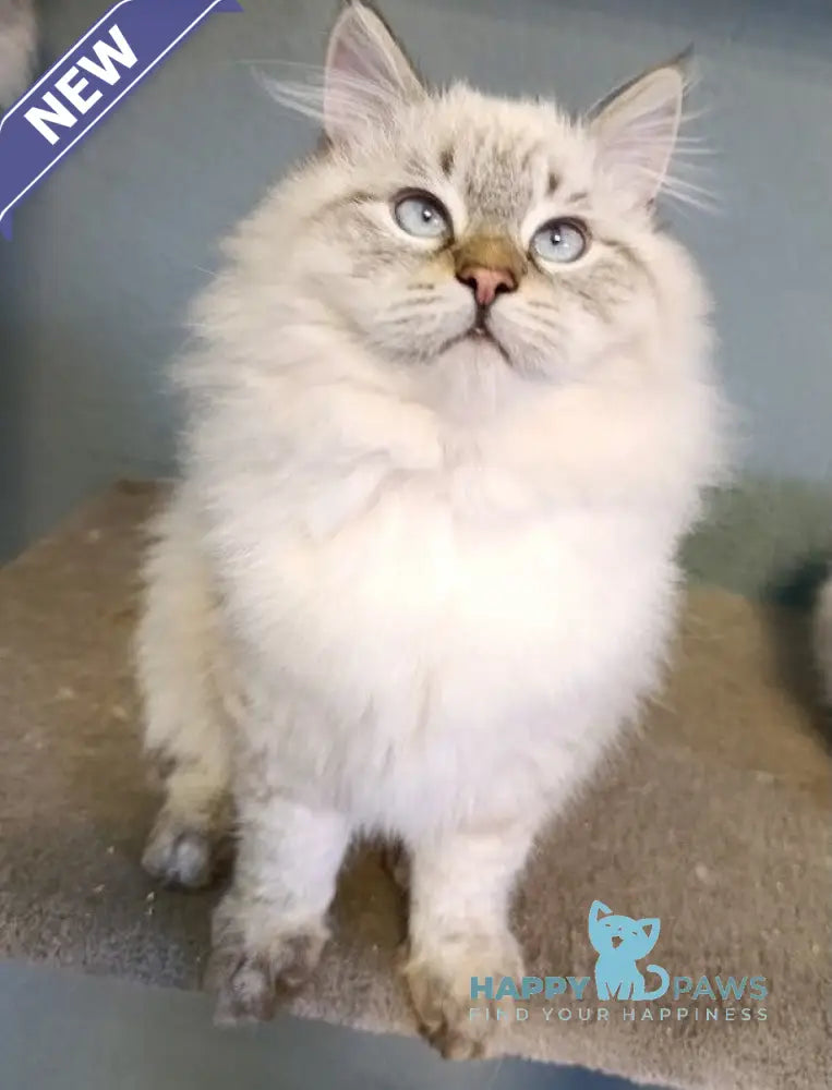 Oscar Siberian male blue pointed live animals