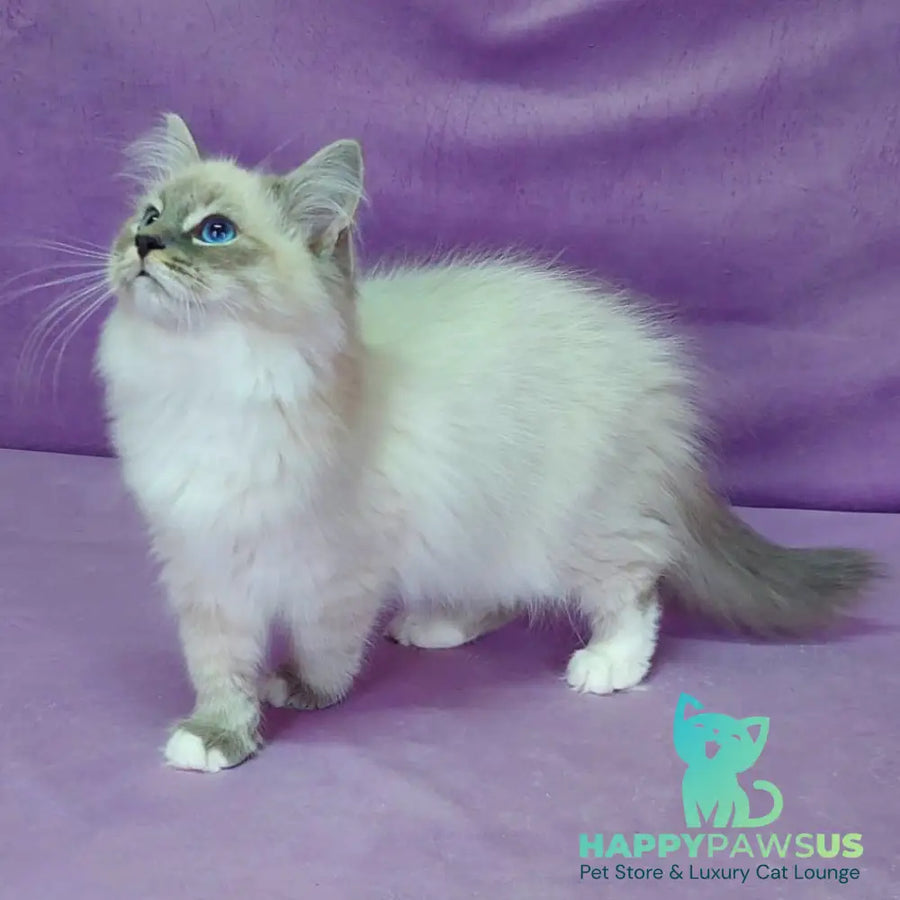 Oscar Siberian male blue with white tabby pointed - live animals