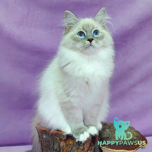 Oscar Siberian male blue with white tabby pointed - live animals