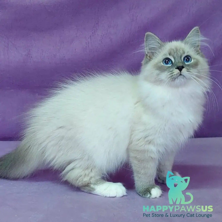 Oscar Siberian male blue with white tabby pointed - live animals