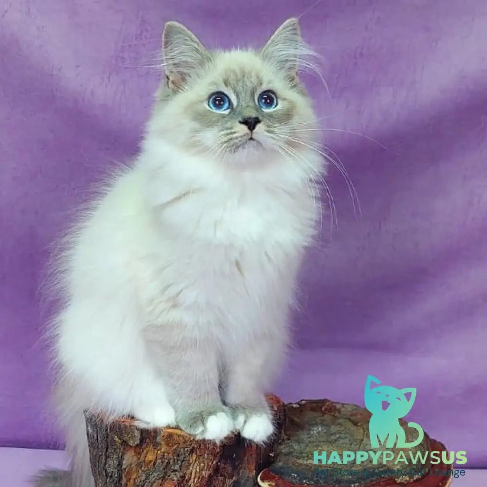 Oscar Siberian male blue with white tabby pointed - live animals