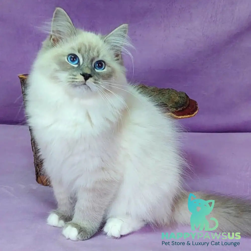 Oscar Siberian male blue with white tabby pointed - live animals