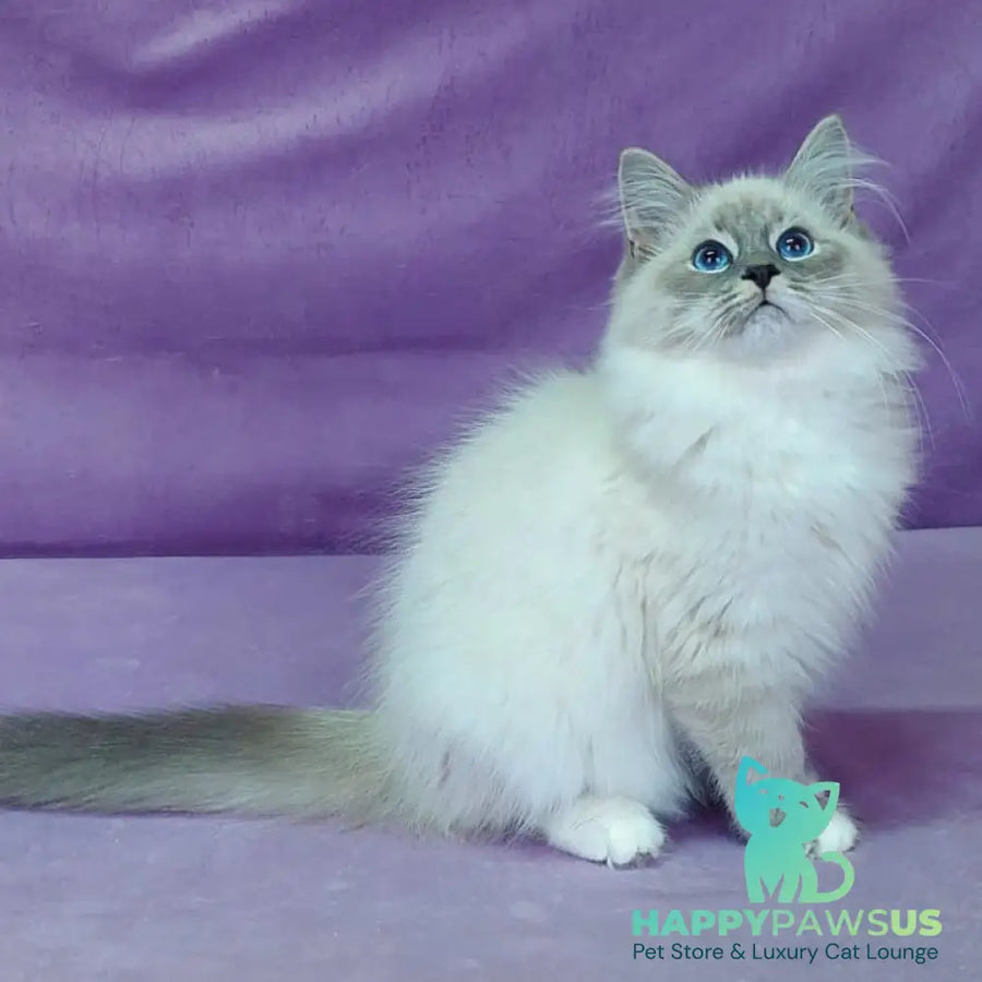 Oscar Siberian male blue with white tabby pointed - live animals