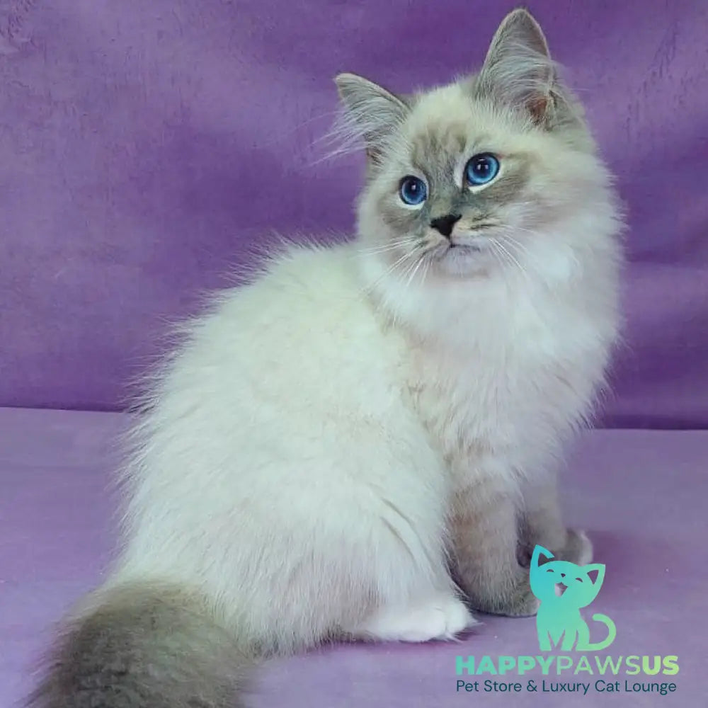Oscar Siberian male blue with white tabby pointed - live animals