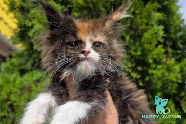 Osen Maine Coon female black tortie bicolour - live animals