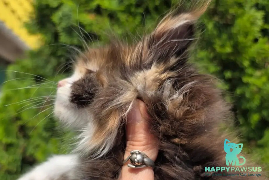 Osen Maine Coon female black tortie bicolour - live animals