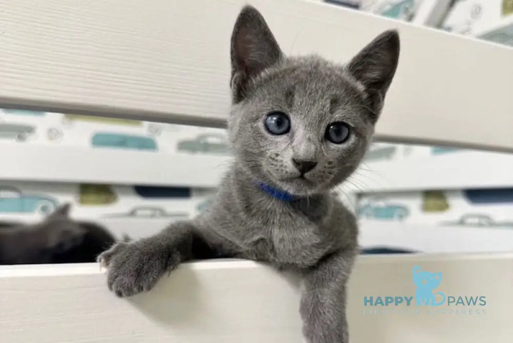 Osiris Russian Blue male blue - live animals