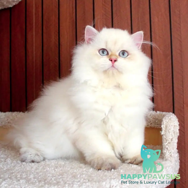 Oskar British Longhair male blue golden shaded - live animals