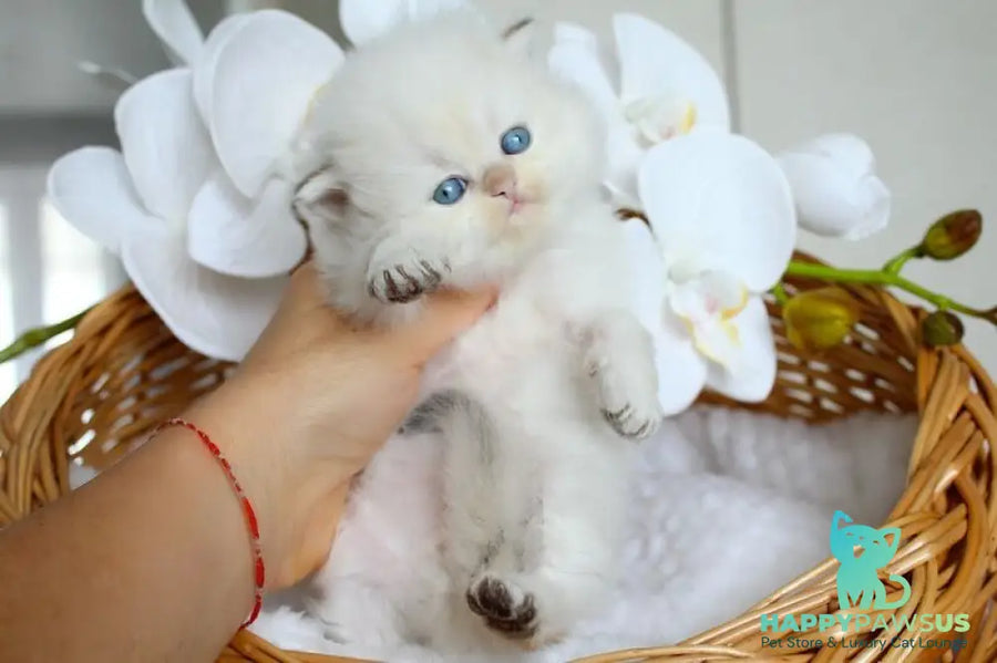 Oskar British Longhair male blue pointed - live animals