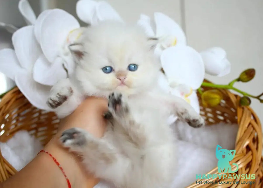 Oskar British Longhair male blue pointed - live animals