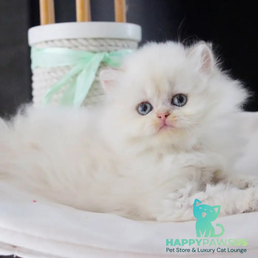 Oskar British Longhair male blue golden shaded - live animals