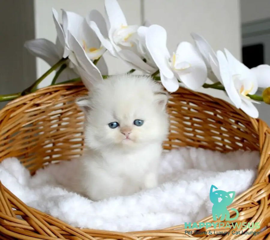 Oskar British Longhair male blue pointed - live animals