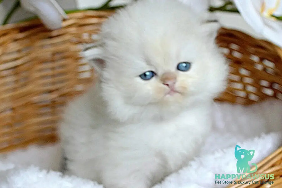 Oskar British Longhair male blue pointed - live animals