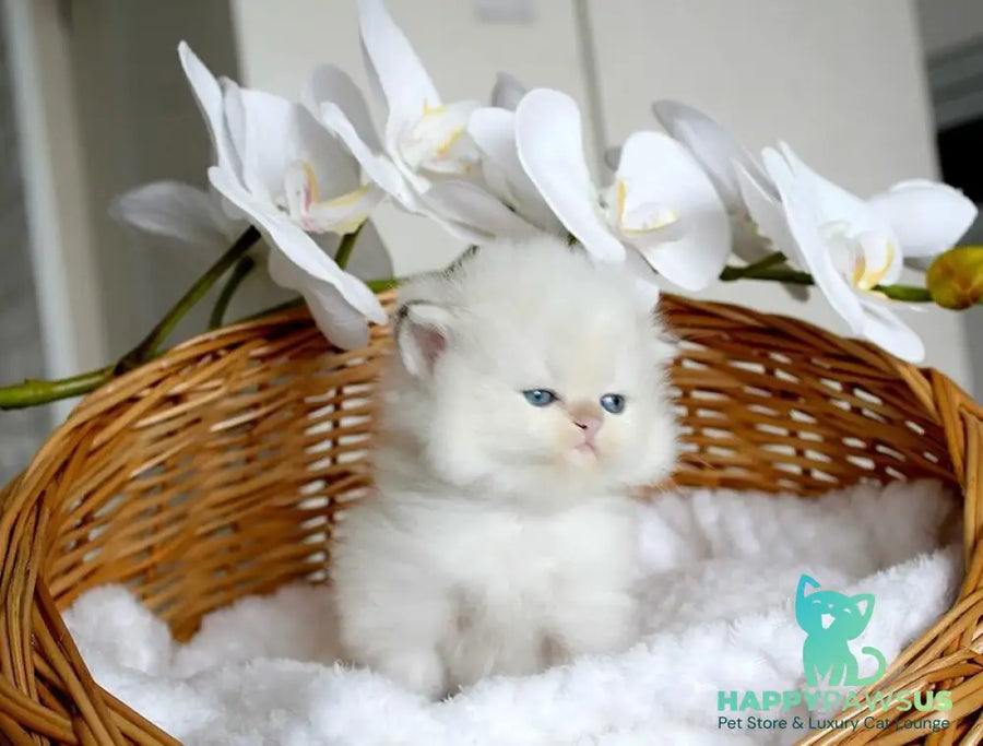 Oskar British Longhair male blue pointed - live animals