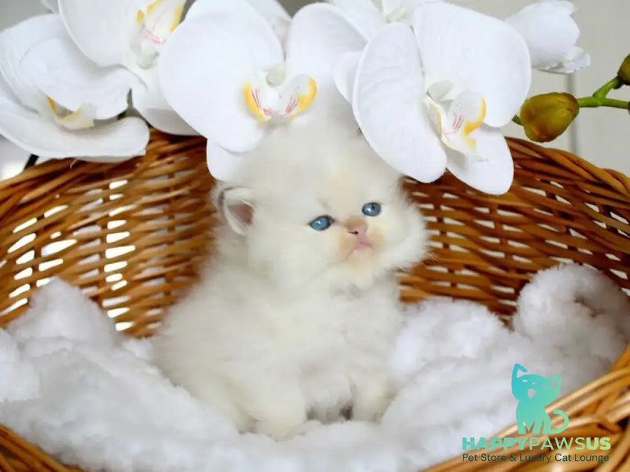 Oskar British Longhair male blue pointed - live animals