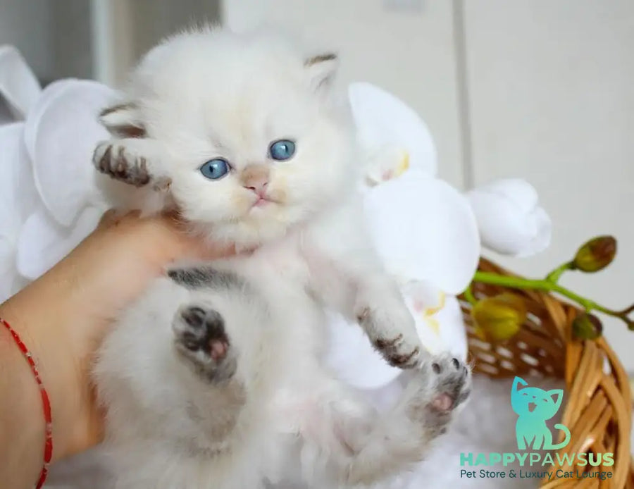 Oskar British Longhair male blue pointed - live animals