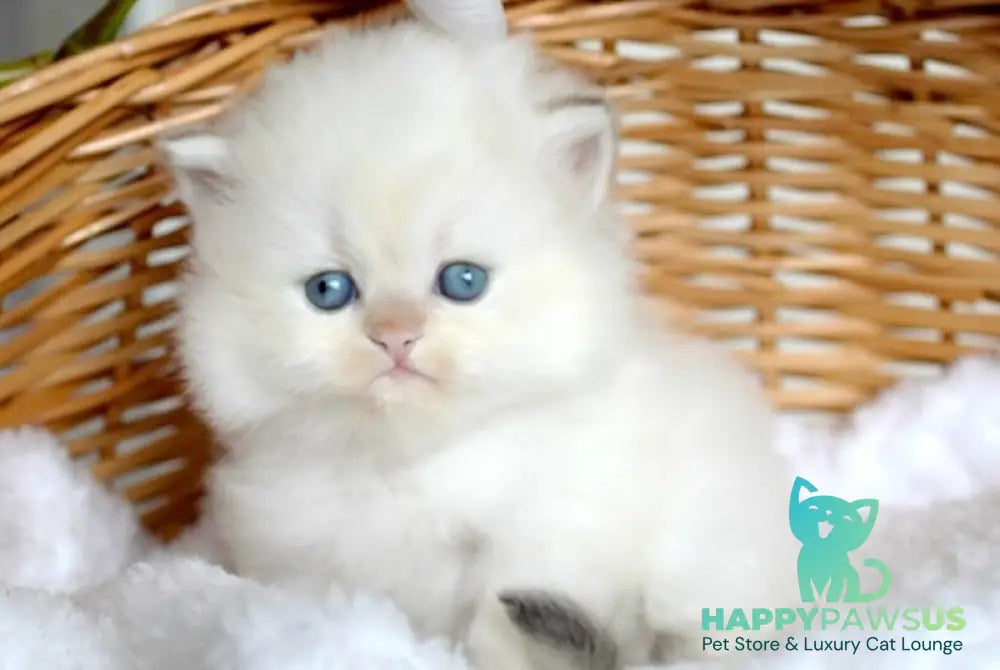Oskar British Longhair male blue pointed - live animals