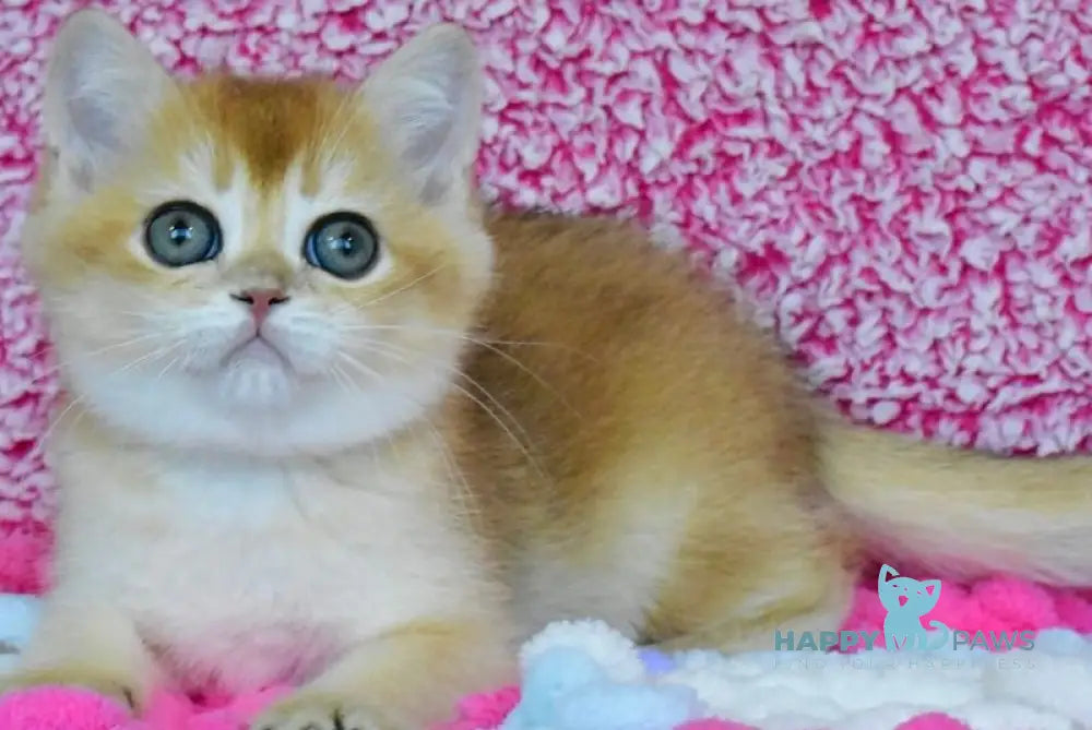 Oskar British Shorthair male black golden chinchilla - live animals