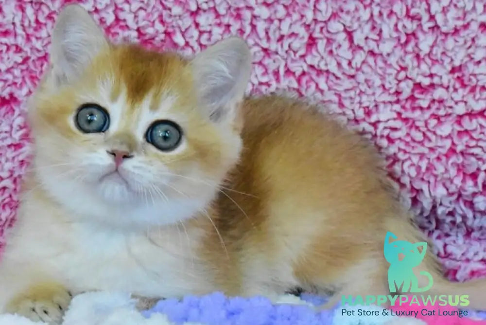 Oskar British Shorthair male black golden chinchilla - live animals