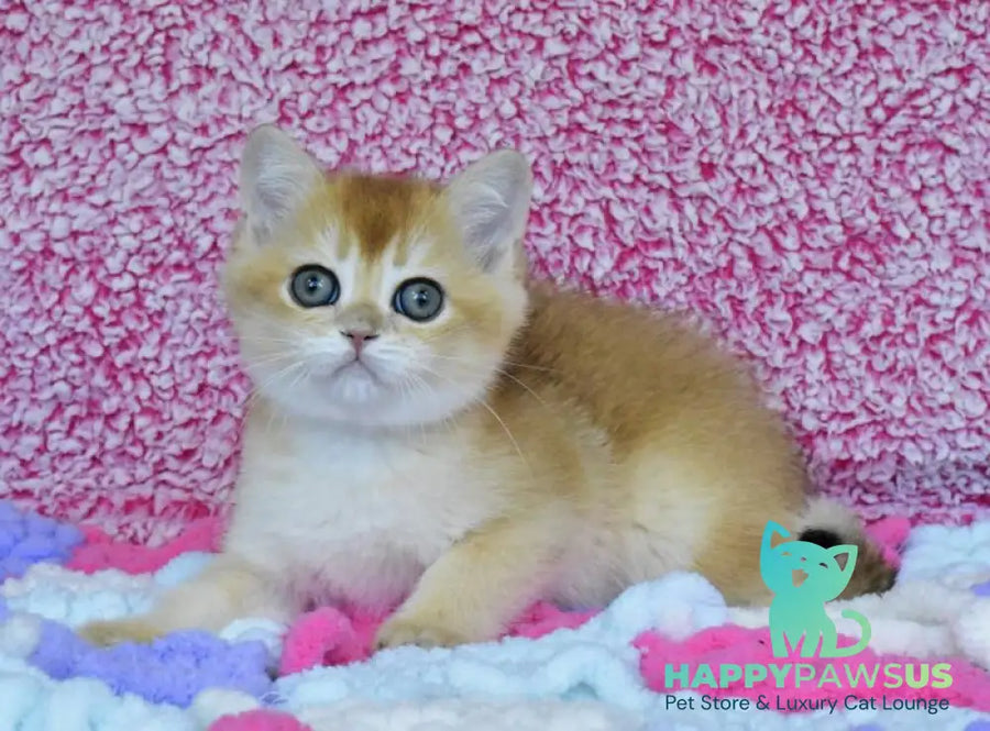 Oskar British Shorthair male black golden chinchilla - live animals