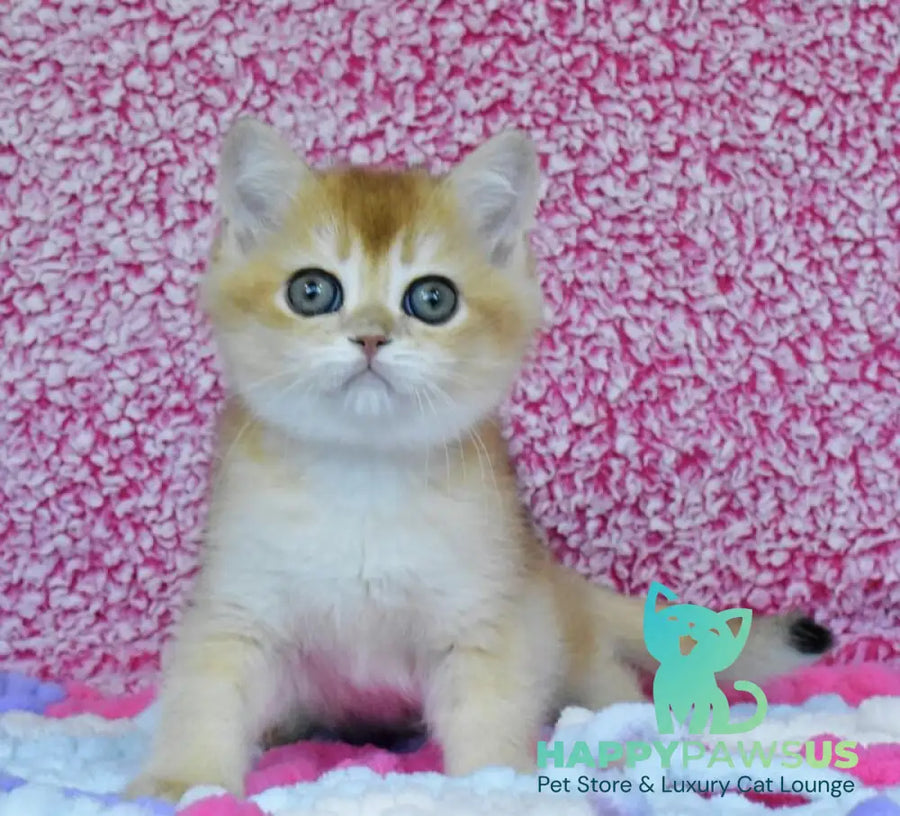 Oskar British Shorthair male black golden chinchilla - live animals