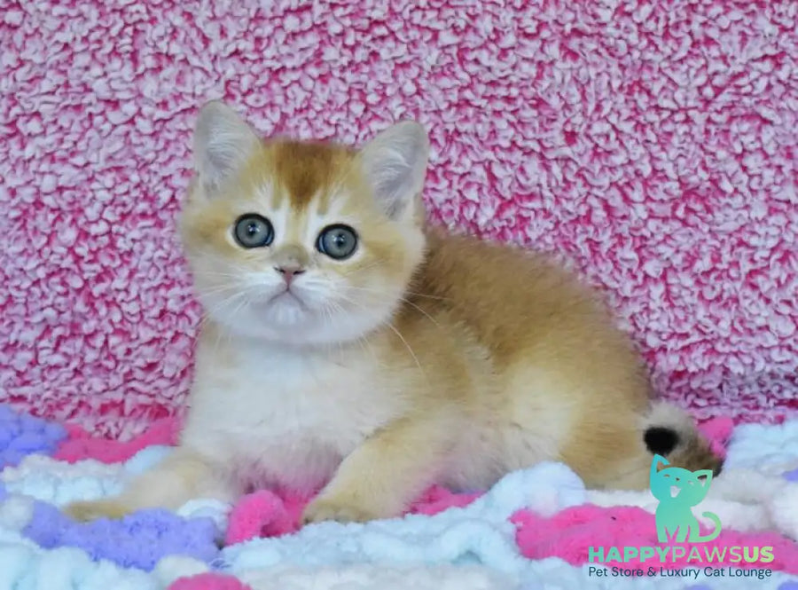 Oskar British Shorthair male black golden chinchilla - live animals
