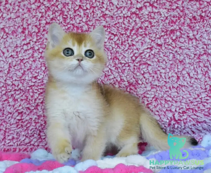 Oskar British Shorthair male black golden chinchilla - live animals