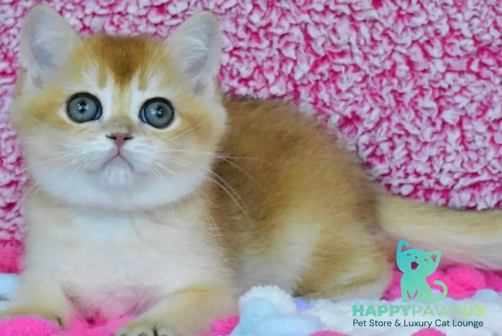 Oskar British Shorthair male black golden chinchilla - live animals