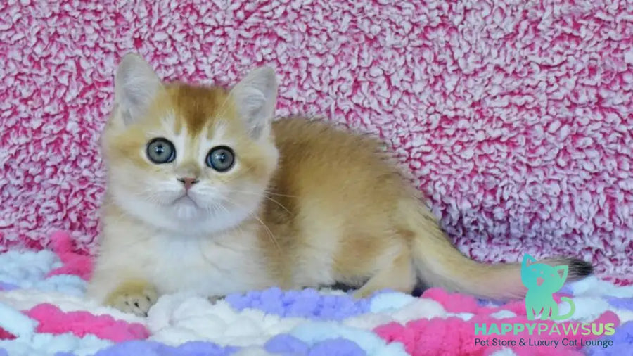 Oskar British Shorthair male black golden chinchilla - live animals