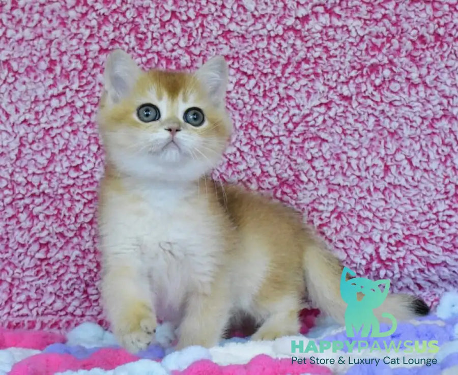 Oskar British Shorthair male black golden chinchilla - live animals