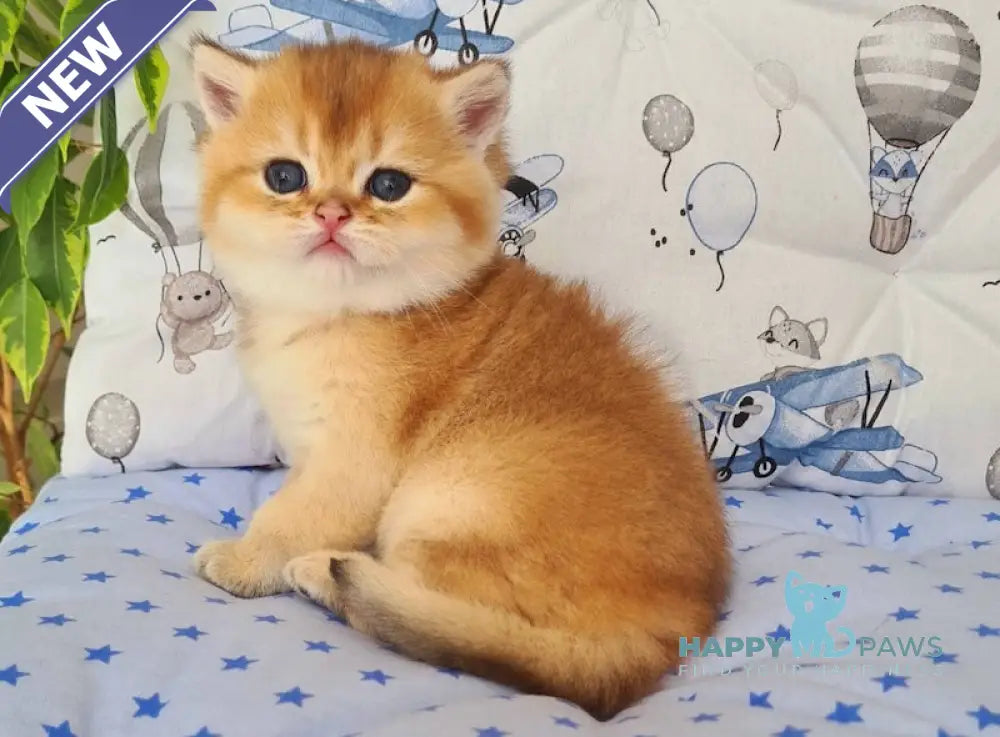 Oskar British Shorthair male black golden shaded live animals