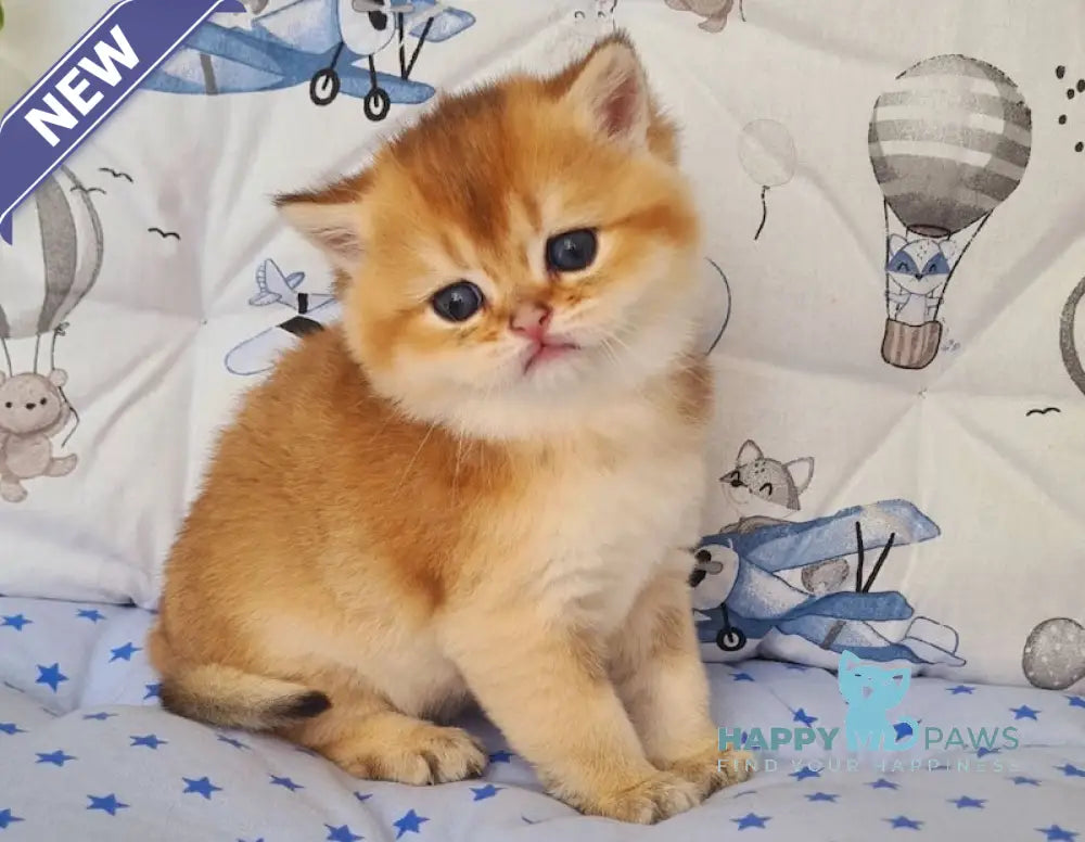 Oskar British Shorthair male black golden shaded live animals