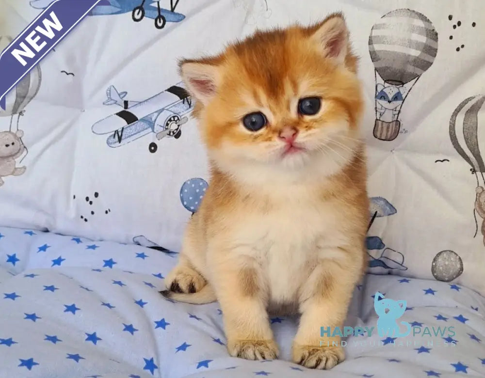Oskar British Shorthair male black golden shaded live animals