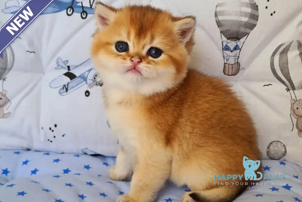 Oskar British Shorthair male black golden shaded live animals