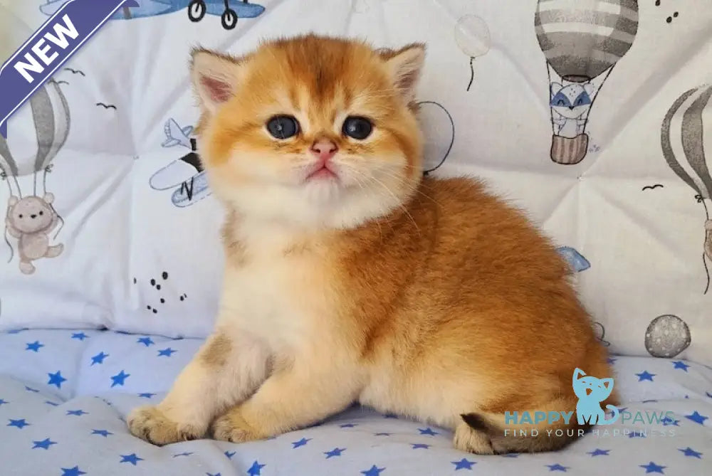 Oskar British Shorthair male black golden shaded live animals
