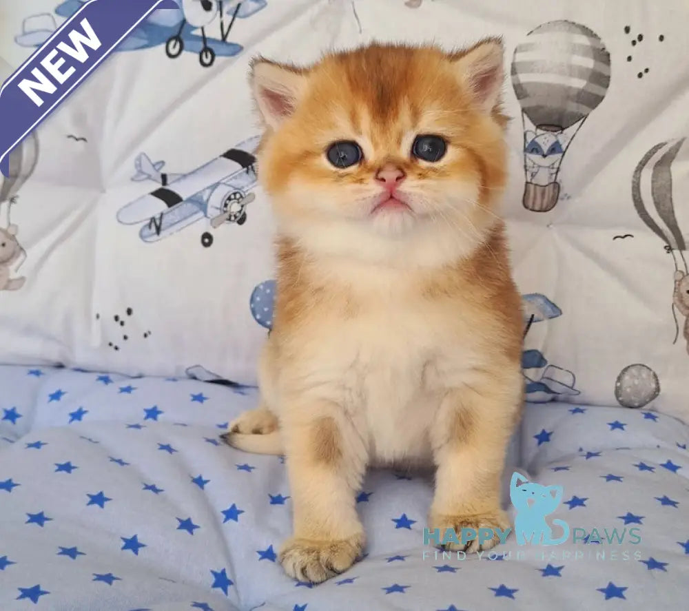 Oskar British Shorthair male black golden shaded live animals