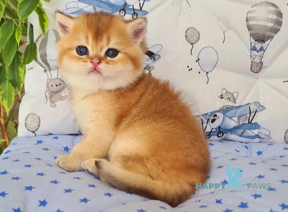 Oskar British Shorthair male black golden shaded live animals