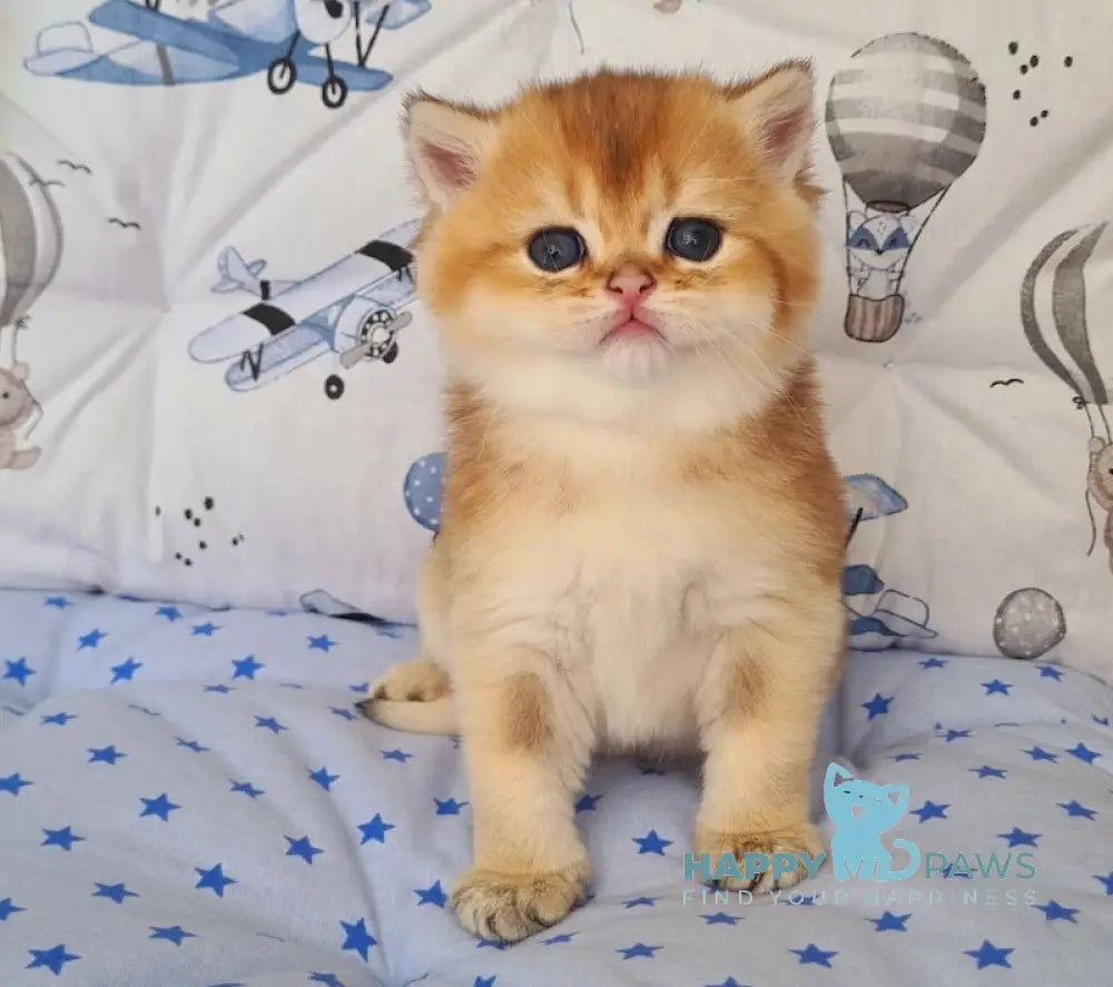 Oskar British Shorthair male black golden shaded live animals