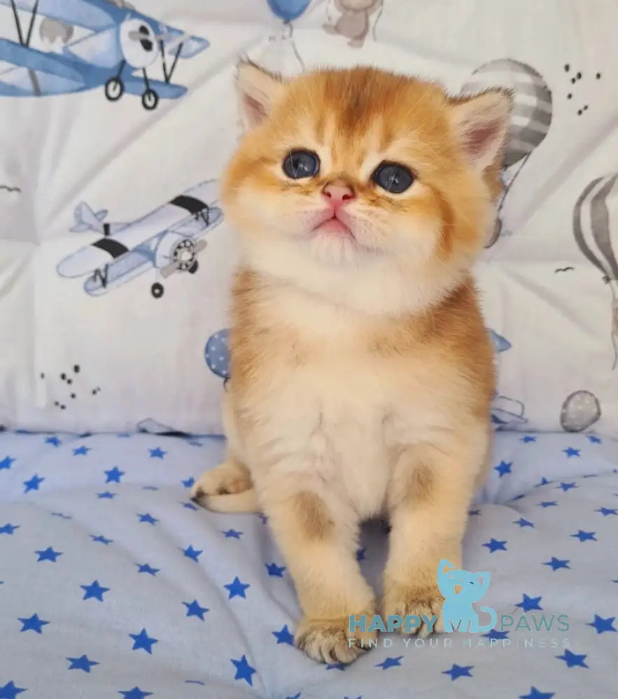 Oskar British Shorthair male black golden shaded live animals