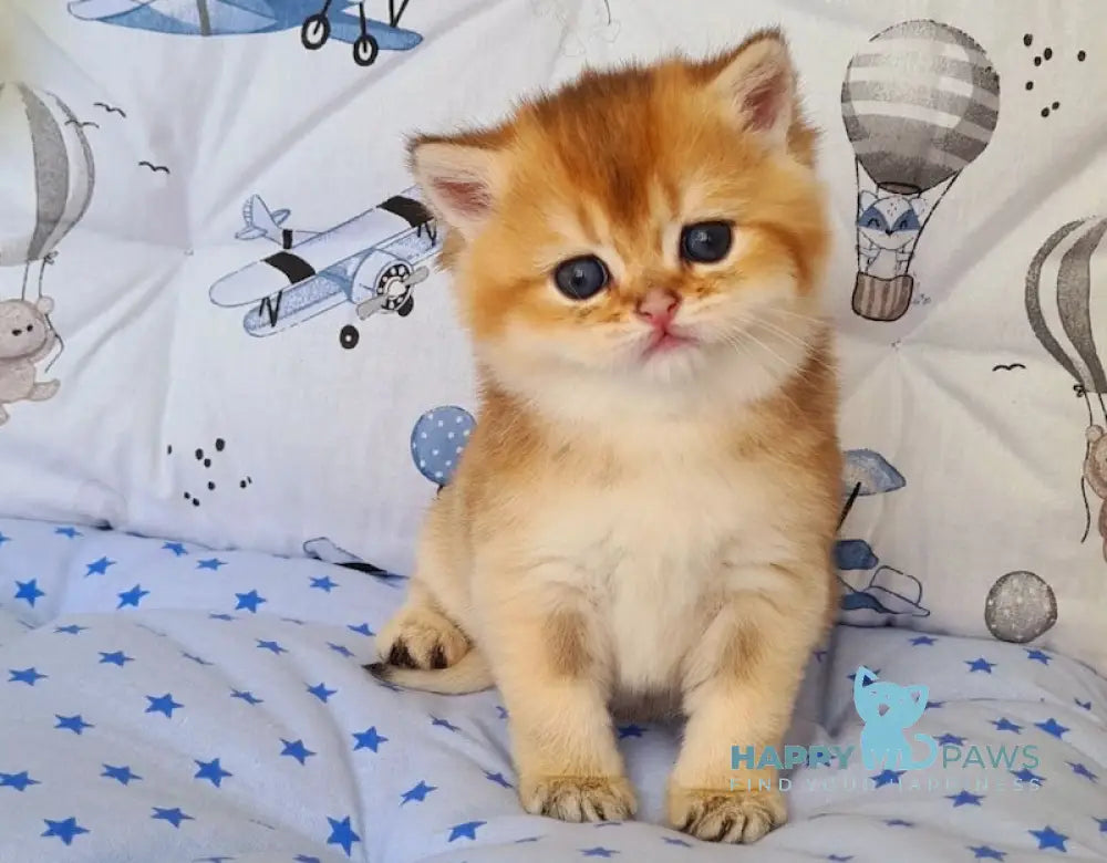 Oskar British Shorthair male black golden shaded live animals